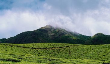 mountains, field, plantation